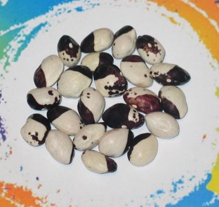 Hemelvaartboontje-FB.jpg Hemelvaartboontje-FB.jpg