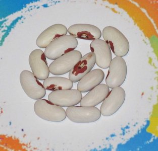 Koronis Red Eye-FB.jpg Koronis Red Eye-FB.jpg