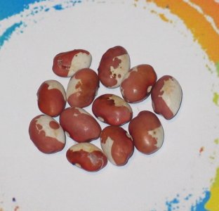 La Pap Brown-Seg 2-22-FB.jpg La Pap Brown-Seg 2-22-FB.jpg