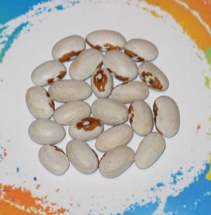 North Star Yellow Eye-FB.jpg North Star Yellow Eye-FB.jpg