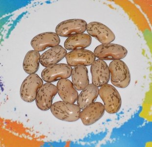 Oak Tree Pinto-FB.jpg Oak Tree Pinto-FB.jpg