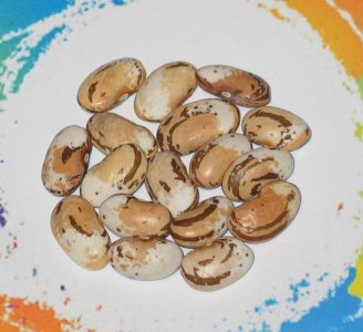 Trebulino Di Domenico-FB.jpg Trebulino Di Domenico-FB.jpg