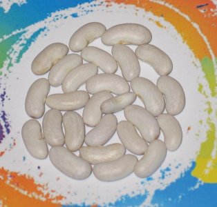 White Lion-FB.jpg White Lion-FB.jpg