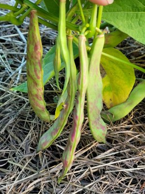 20220809_185805.jpg 20220809_185805.jpg