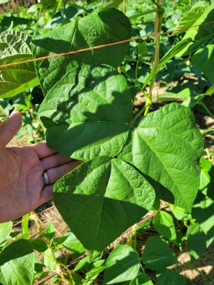 20220804_090621.jpg 20220804_090621.jpg