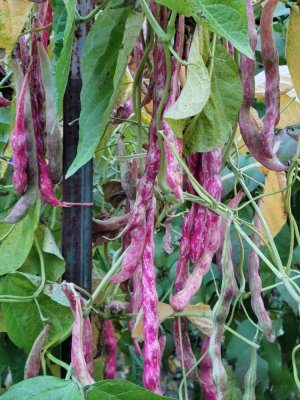 20221005_181049.jpg 20221005_181049.jpg