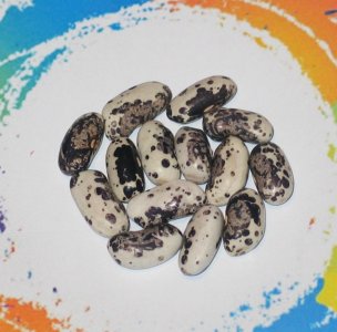 White Robin OT-122-FB.jpg