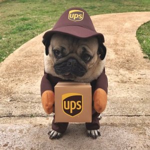 ups pug.jpg