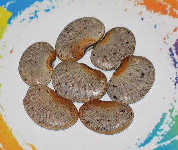 Liberian Lima #1.jpg Liberian Lima #1.jpg