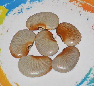 Liberian Lima #2.jpg Liberian Lima #2.jpg