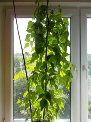 TD # 18 1.jpg TD # 18 1.jpg