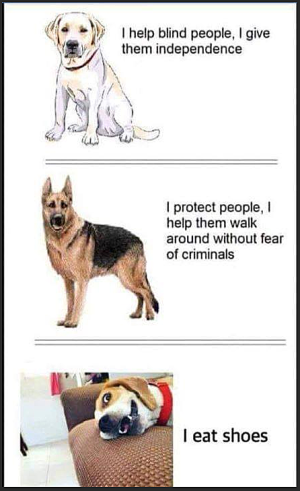 zdogs.png