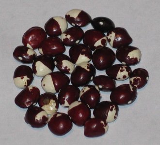 Yooni's Ennie Bona.jpg Yooni's Ennie Bona.jpg