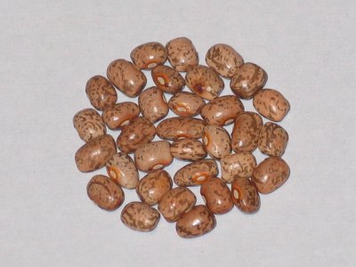 Headrick Greasy Cutshort.JPG