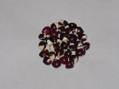 Z-Yooni's Ennie Bona.JPG