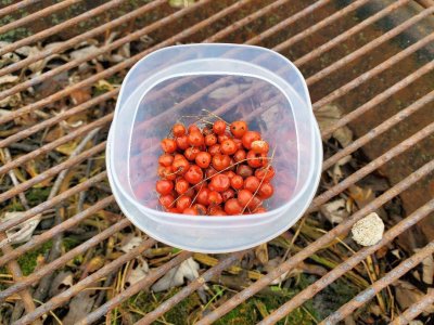 Asparagus berries harvested 02-28-23.jpg