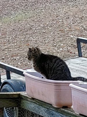 Einstein in Planter.jpg