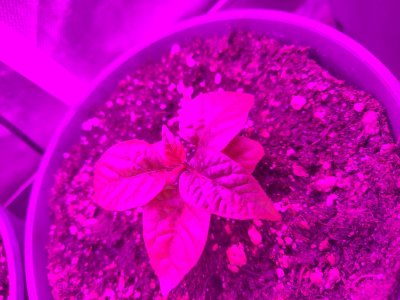 IMG_20230304_081638.jpg