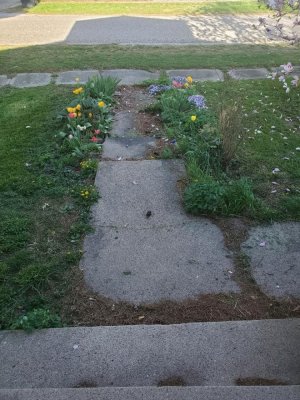 Front walk flowers, 04-15-23.jpg