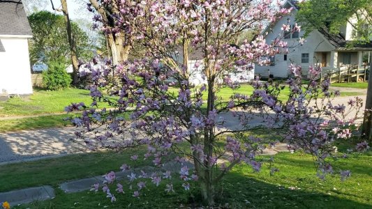 Magnolia, 04-15-23, #4.jpg