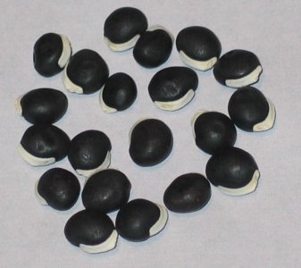 DOLICHOS LAB LAB - NO YEAR.jpg