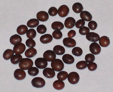 SOYBEAN - OGEMAW - PI 548395 - 2013.jpg