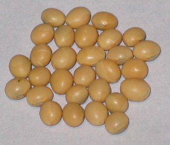 SOYBEAN DEMETIA - PI 567214 A- 2013.jpg