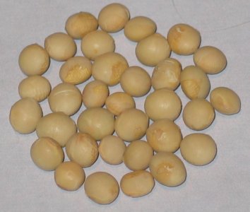 SOYBEAN PI 507487.jpg