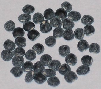 BLACK PIGEON PEAS.jpg