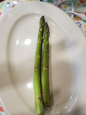 Asparagus picked, 04-18-23.jpg