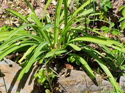 Unknown in garden.jpg