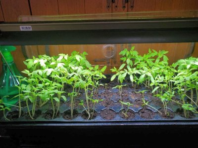 Tomatoes, 04-23-23.jpg