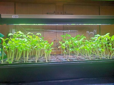 Tomatoes, 04-24-23.jpg