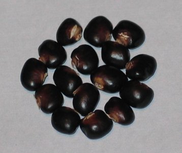 Succotash-0032.jpg