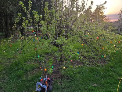 Christmas lights for the freeze, 04-24-23, #2.jpg