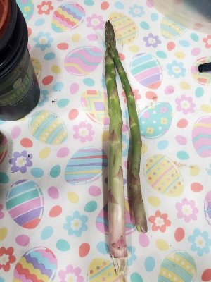 Last Asparagus picked, 04-29-23.jpg