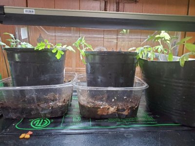 18 Tomatoes up potted top of fridge wiith heat mat and wate, next to peppersr, 05-04-23.jpg