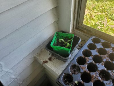 Tomato up potted on south shelf of porch with water, 05-04-23, #2.jpg