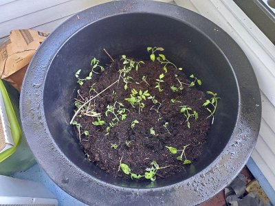 Tomatoes planted in big planter on porch after spraying, 05-04-23.jpg