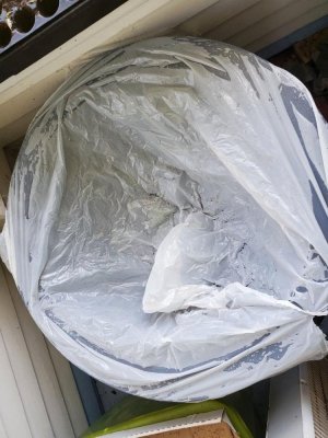 Tomatoes planted in big planter on porch with plastic garbage bag as cover, 05-04-23.jpg