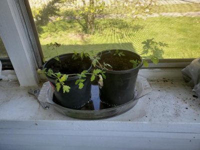 Tomatoes up potted on east shelf of porch with water, 05-04-23.jpg