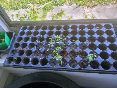 Tomatoes up potted on south shelf of porch with water, 05-04-23, #2.jpg
