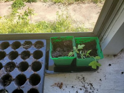 Tomatoes up potted on south shelf of porch with water, 05-04-23, #3.jpg