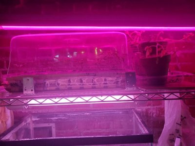 Tomatoes up potted top row of indoor shelving with heat mat and wate, next to peppersr, 05-04-23.jpg