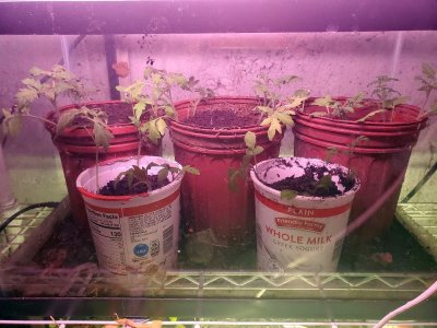 Tomatoes up potted in 2nd row of indoor shelving with heat mat and water, 05-04-23.jpg