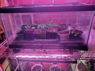 Tomatoes up potted in 3rd row of indoor shelving with heat mat and water, 05-04-23.jpg