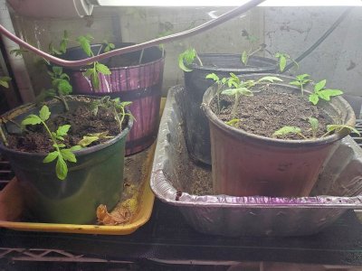Tomatoes up potted in bottom row of indoor shelving with heat mat and water, 05-04-23.jpg