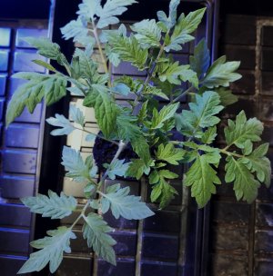 20230509_101240_0.jpg 20230509_101240_0.jpg