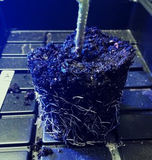 20230509_101419_0.jpg 20230509_101419_0.jpg