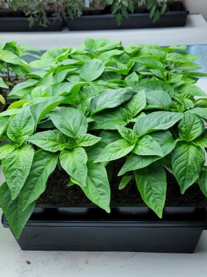 20230514_164224.jpg 20230514_164224.jpg